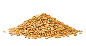 Durumwheat