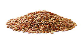 Brown lentils (berg)