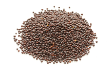 Mustard seed brown